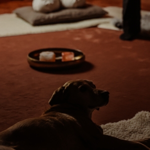 Jaktlabradortiken Lejon som arbetar som healinghund på Studio Hêmber. Fotograf: Love Taylor.