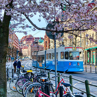 Spårvagn och blommande körsbärsträd i Göteborg