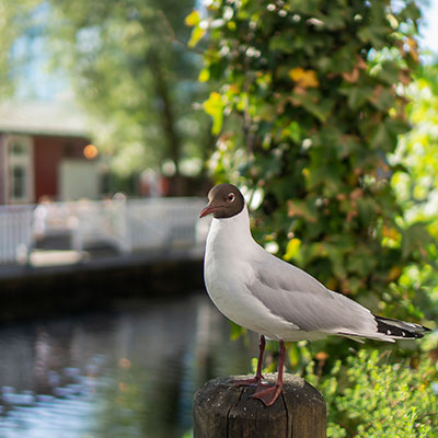 Fiskmås i Göteborg
