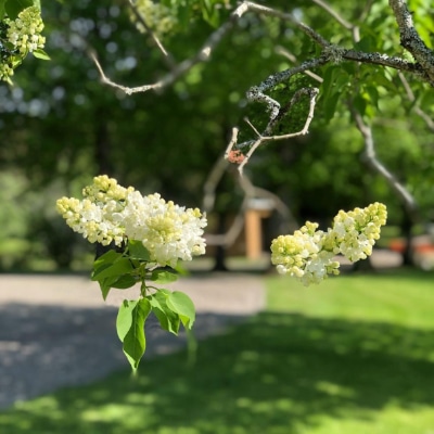 orakers_gard_detail_1_400_web